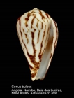 Conus bulbus