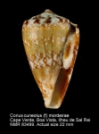 Conus cuneolus