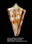 Conus villepinii