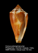 Conus polongimarumai
