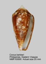 Conus barbieri