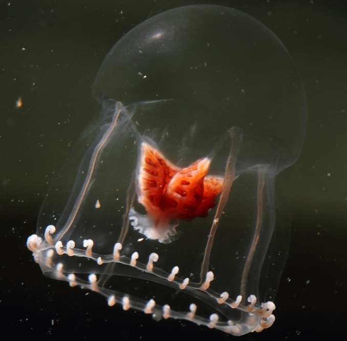 Halitholus cirratus from Canada, Cambridge Bay Nunavut; photo Danny Kent, The Vancouver Aquarium Marine Science Centre