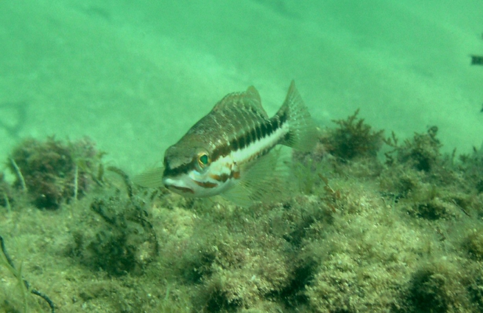 Serranus cabrilla