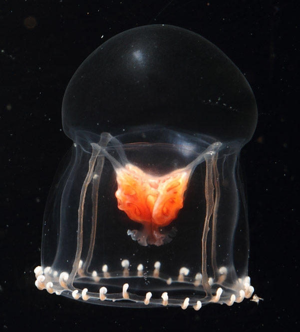 Halitholus cirratus from Canada, Cambridge Bay Nunavut; photo Danny Kent, The Vancouver Aquarium Marine Science Centre Halitholus cirratus from Canada, Cambridge Bay Nunavut; photo Danny Kent, The Vancouver Aquarium Marine Science Centre
