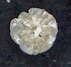 Cymbaporetta bradyi Zanzybar, west coast Cymbaporetta bradyi Zanzybar, west coast