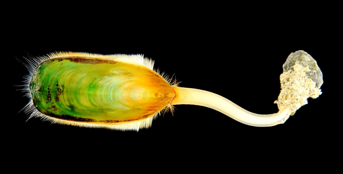 Lingula anatina Lingula anatina