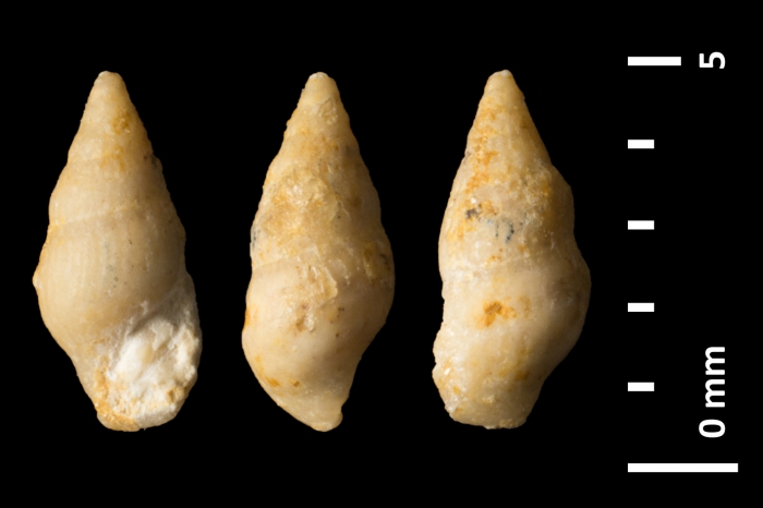 Rissoina multistriata Piette, 1855 Rissoina multistriata Piette, 1855
