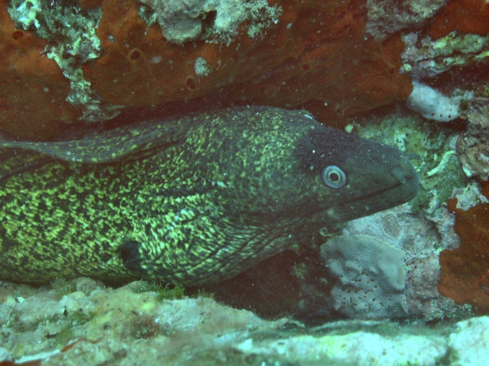 Muraena helena Muraena helena