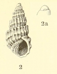 Odostomia (Ividia) navisa, original figure in Dall & Bartsch (1907, pl. 46 fig, 2-2a) 