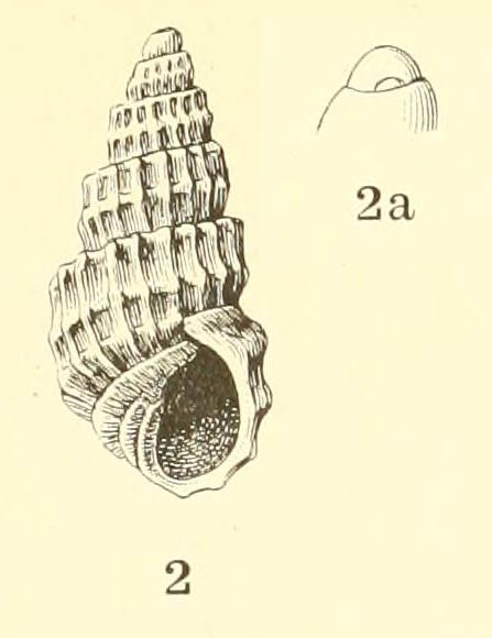 Odostomia (Ividia) navisa, original figure in Dall & Bartsch (1907, pl. 46 fig, 2-2a) Odostomia (Ividia) navisa, original figure in Dall & Bartsch (1907, pl. 46 fig, 2-2a)