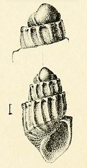 Pyrgulina polemica, original figure in Melvill (1910, pl. 6 fig. 10)