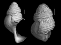 Mollusca (molluscs)