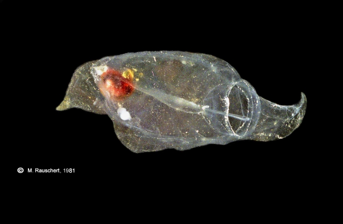Thaliacea Thaliacea