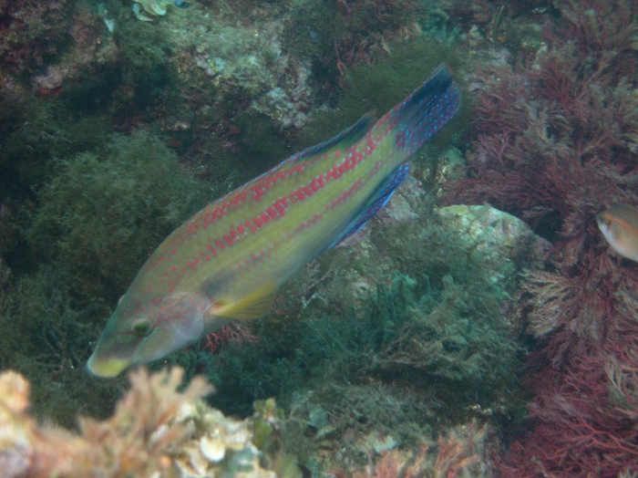 Symphodus tinca Symphodus tinca