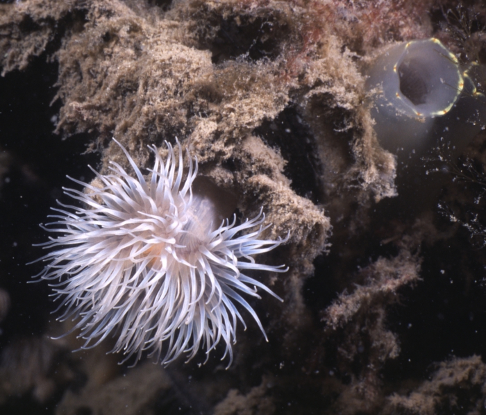 Diadumene cincta Stephenson, 1925 + (?) Ciona intestinalis (Linnaeus, 1758) Diadumene cincta Stephenson, 1925 + (?) Ciona intestinalis (Linnaeus, 1758)