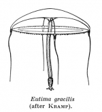 Eutima gracilis, from Kramp (1959)