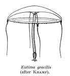 Eutima gracilis, from Kramp (1959)