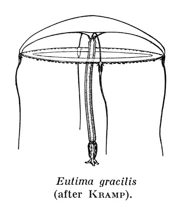 Eutima gracilis, from Kramp (1959) Eutima gracilis, from Kramp (1959)