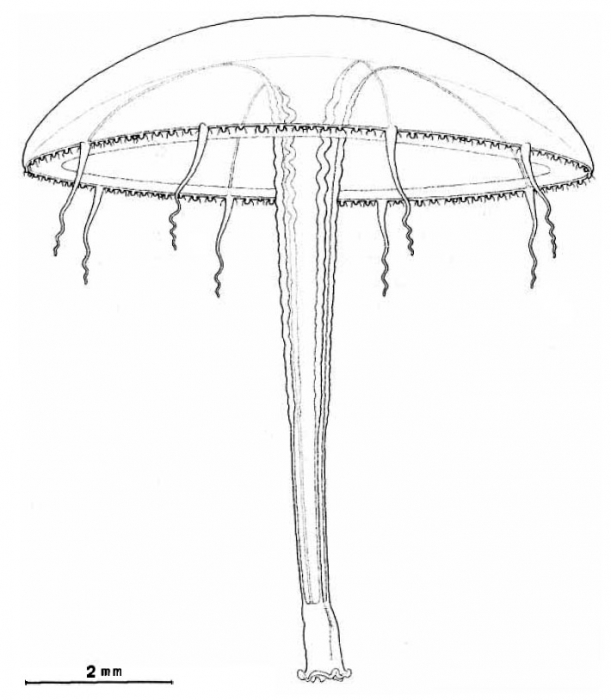 Eutima longigonia, from Bouillon (1984b) Eutima longigonia, from Bouillon (1984b)