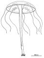 Hydrozoa (hydroids)