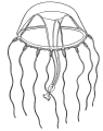 Hydrozoa (hydroids)