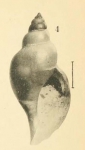 Pleurotoma dalmasi Original figure in Dautzenberg & Fischer, 1897, pl. 3 fig. 4 (actual height 9.4 mm)