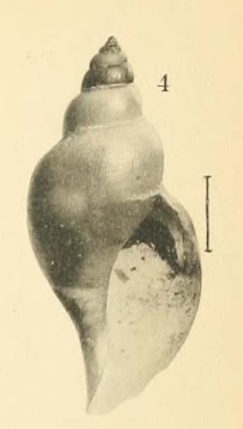 Pleurotoma dalmasi Original figure in Dautzenberg & Fischer, 1897, pl. 3 fig. 4 (actual height 9.4 mm) Pleurotoma dalmasi Original figure in Dautzenberg & Fischer, 1897, pl. 3 fig. 4 (actual height 9.4 mm)