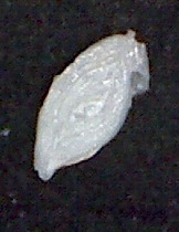 Spiroloculina antillarum d'Orbigny, 1839 Zanzibar