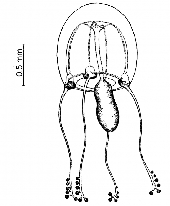 Cladosarsia capitata, from Bouillon (1978)