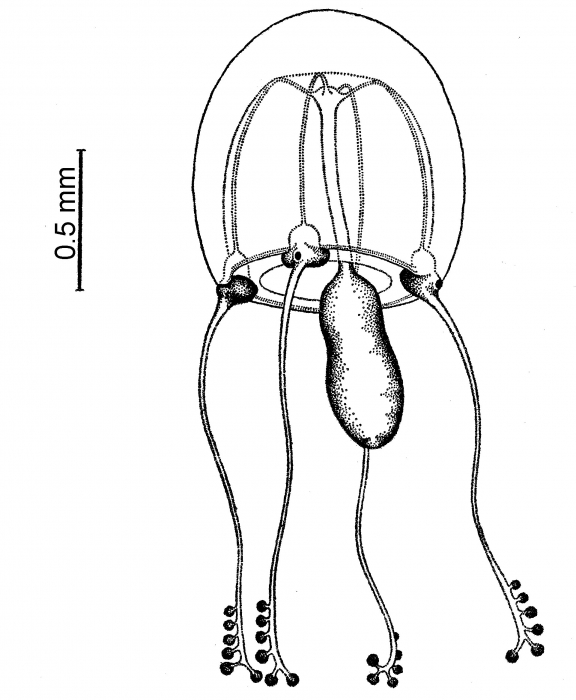 Cladosarsia capitata, from Bouillon (1978) Cladosarsia capitata, from Bouillon (1978)