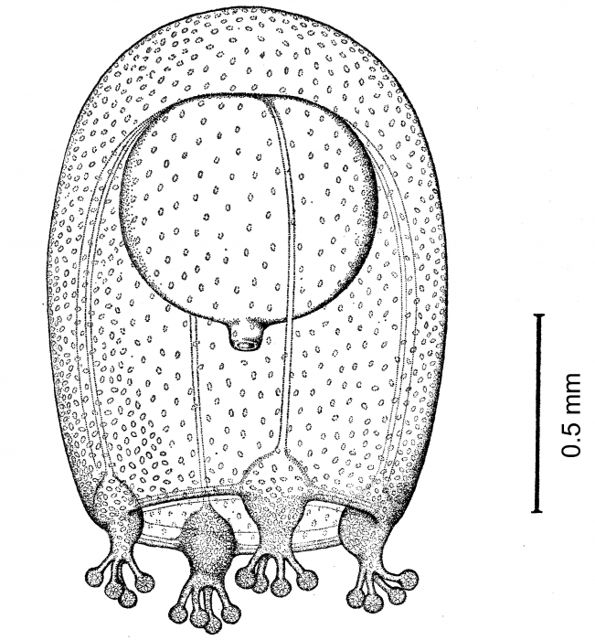 Cnidocodon leopoldi from Bouillon(1978c).jpg