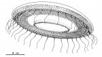 Hydrozoa (hydroids)