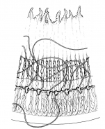 Aequorea krampi, detail of bell rim, from Bouillon (1984b)