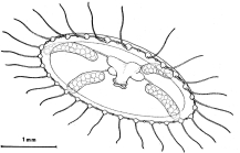 Clytia macrogonia from Bouillon (1984c)