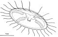 Hydrozoa (hydroids)