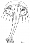 Eirene elliceana from Bouillon (1984b)