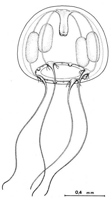 Eucheilota minima from Bouillon (1984b)