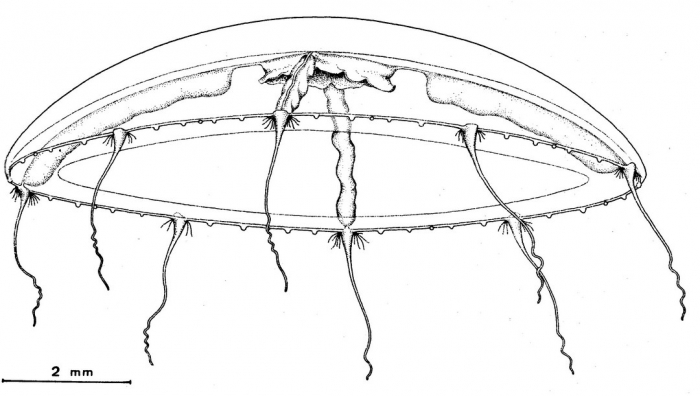 Eucheilota tropica from Bouillon (1984b) Eucheilota tropica from Bouillon (1984b)