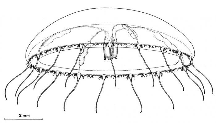 Helgicirrha cornelii from_Bouillon (1984b) Helgicirrha cornelii from_Bouillon (1984b)