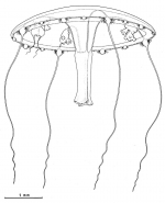 Helgicirrha gemmifera from Bouillon (1984b)