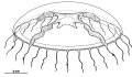 Hydrozoa (hydroids)