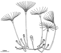 Hydrozoa (hydroids)