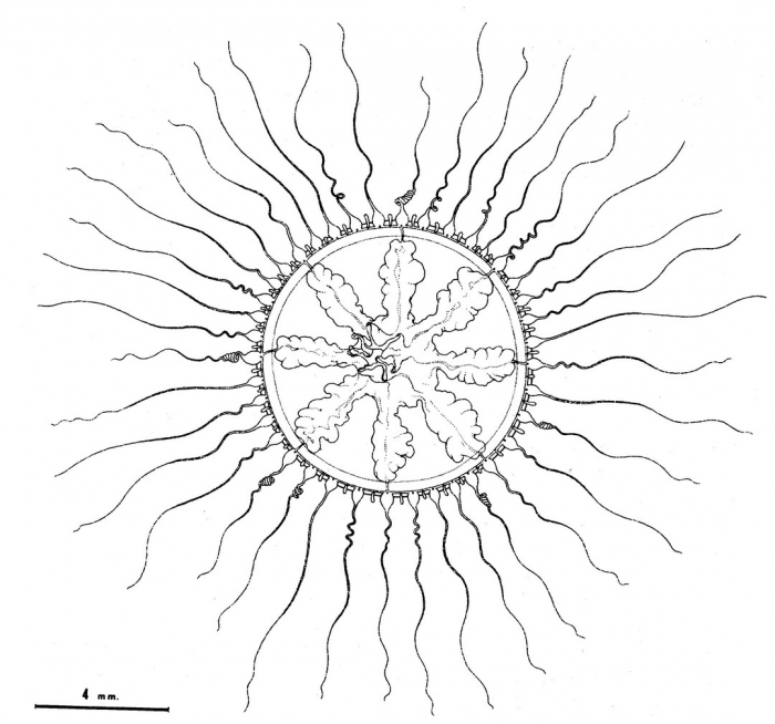 Melicertissa rosea from Bouillon (1984b) Melicertissa rosea from Bouillon (1984b)