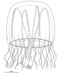 Hydrozoa (hydroids)