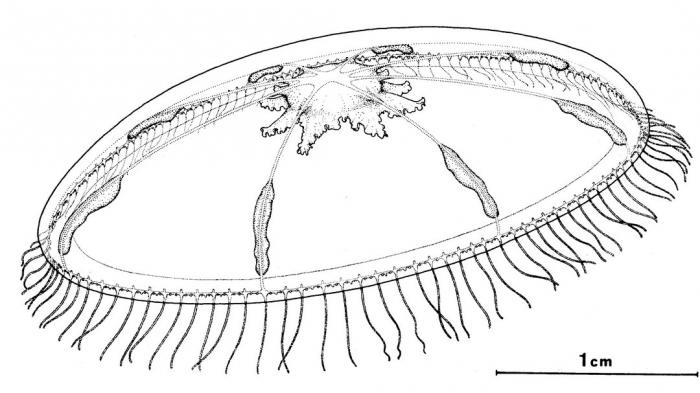 Octophialucium aphrodite from Bouillon (1984b)