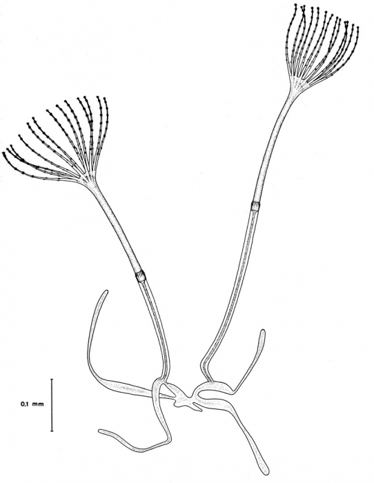 Octophialucium aphrodite polyp stage from Bouillon (1984b)