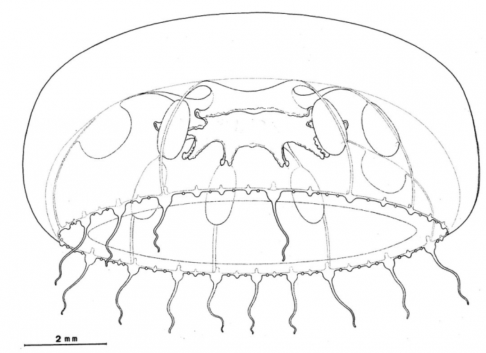 Octophialucium krampi from Bouillon (1984b) Octophialucium krampi from Bouillon (1984b)