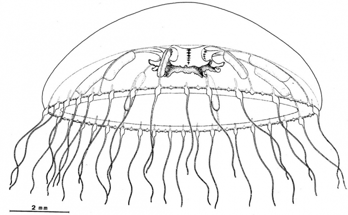 Octophialucium mollis from Bouillon (1984b) Octophialucium mollis from Bouillon (1984b)
