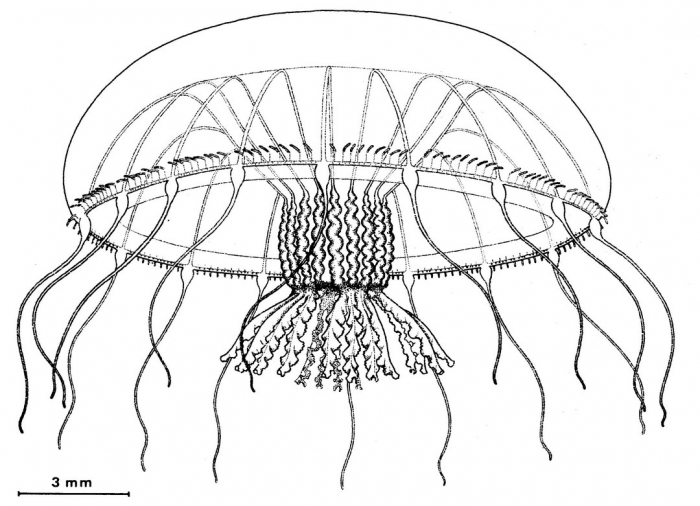 Orchistoma agariciforme from Bouillon (1984b)