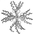 Hydrozoa (hydroids)